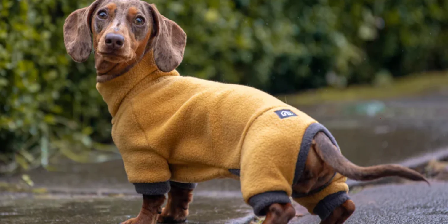 Your Dog’s Favorite Local Hangout
