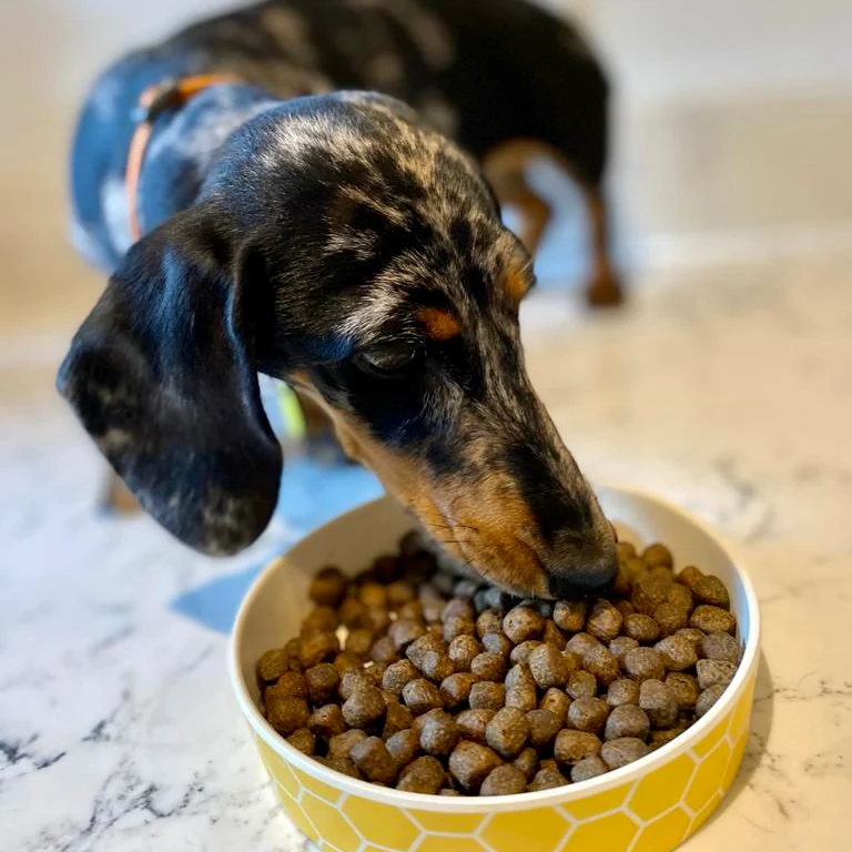 DOGFOOD Grain Free Salmon for Puppies - Image 6