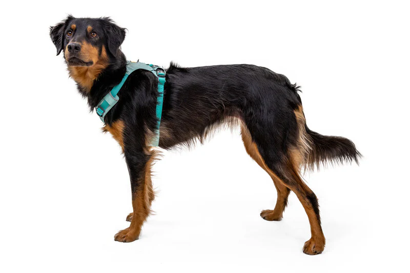Ruffwear Hi & Light™ Everyday Dog Harness - Image 3